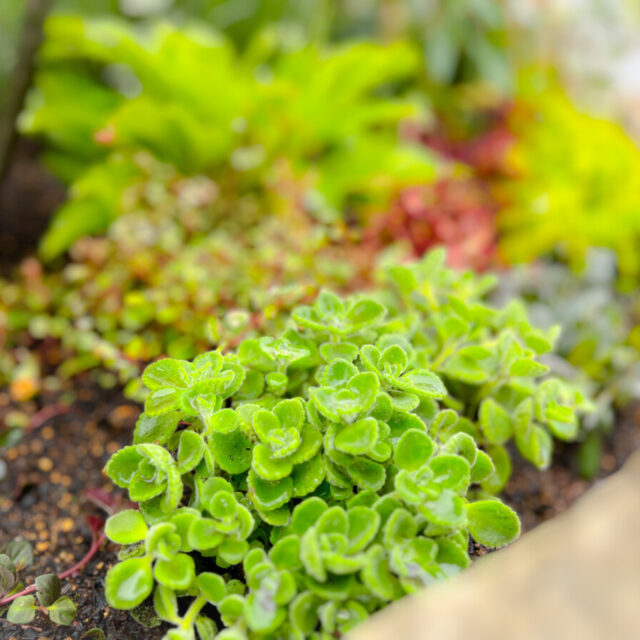 K様邸ガーデニング・外構工事 thumbnail