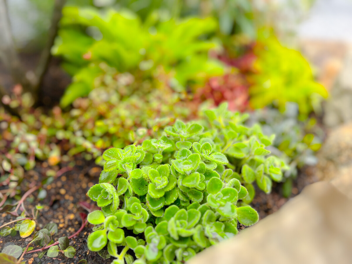 K様邸ガーデニング・外構工事 image